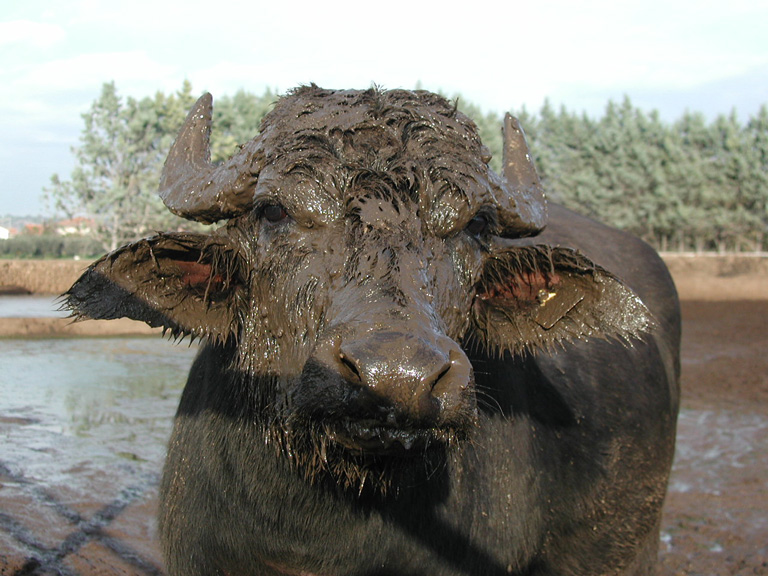Buffola portrait