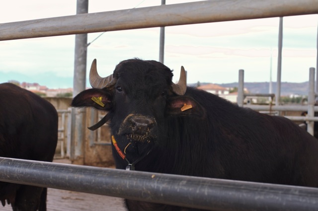 Responsible, with the other water buffalo ladies here, for the best mozzarella in the world 