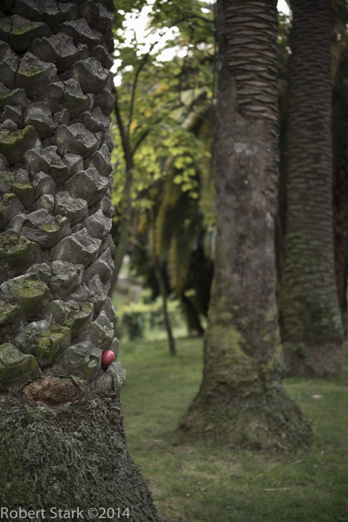 Palm, Villa Sciarra