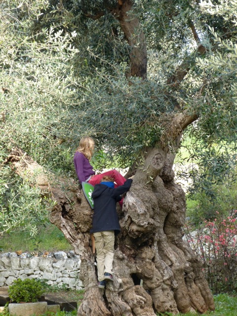 Playing in an olive tree that is over 1000 years old. 